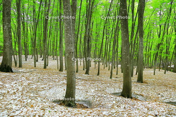 残雪と新緑のブナの美人林 [THI110053386]