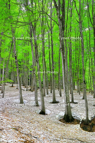 残雪と新緑のブナの美人林 [THI110053387]