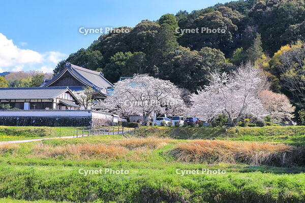 桜の咲く橘寺 [THI110053389]