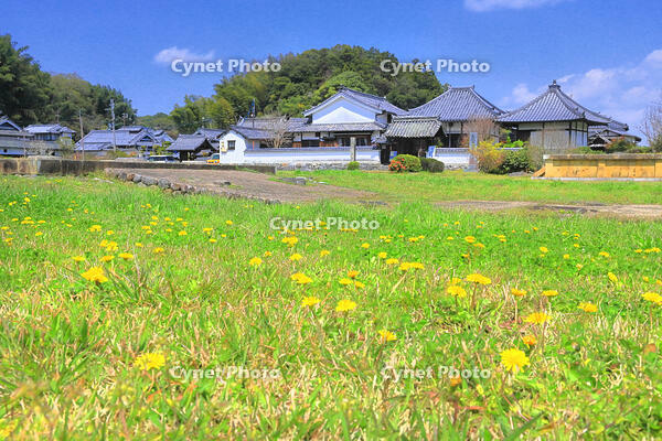 たんぽぽの咲く春の川原寺跡 [THI110053417]