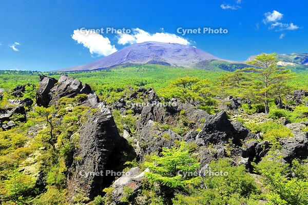 浅間山の麓に広がる溶岩の鬼押出し園 [THI110053427]