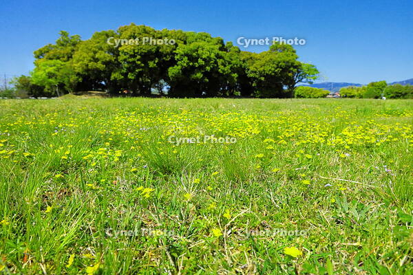 タンポポの咲く藤原宮跡 [THI110053440]