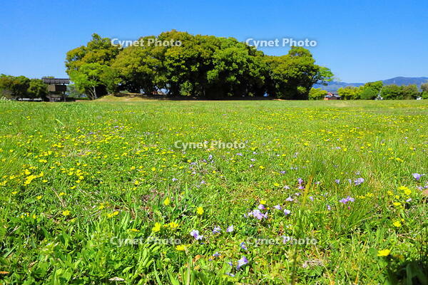 タンポポの咲く藤原宮跡 [THI110053441]