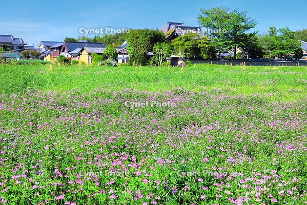 レンゲの咲く飛鳥寺 [THI110053455]