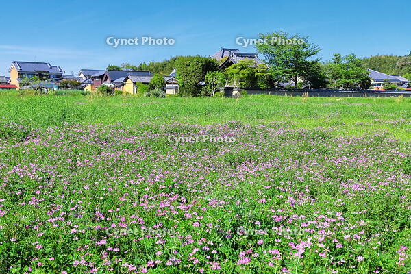 レンゲの咲く飛鳥寺 [THI110053456]