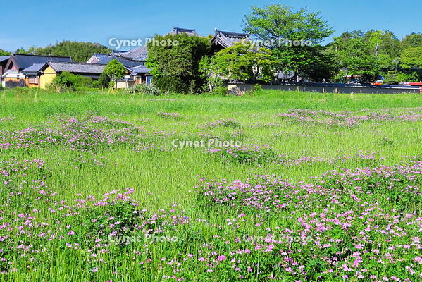 レンゲの咲く飛鳥寺 [THI110053457]