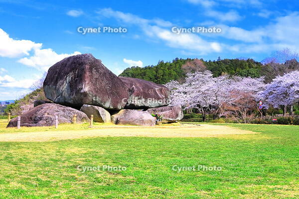 桜の咲く石舞台古墳 [THI110053460]
