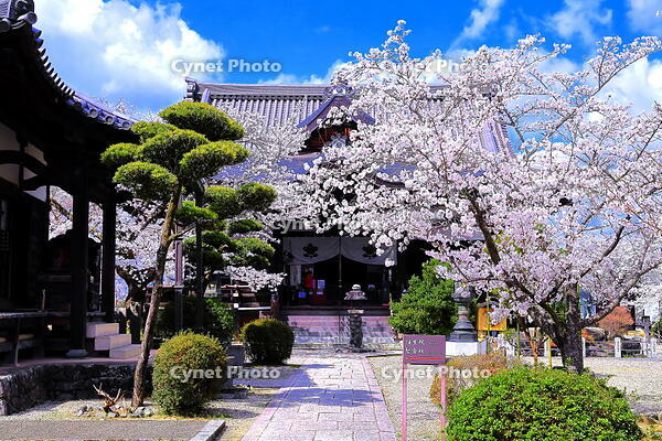 桜の咲く橘寺 [THI110053468]