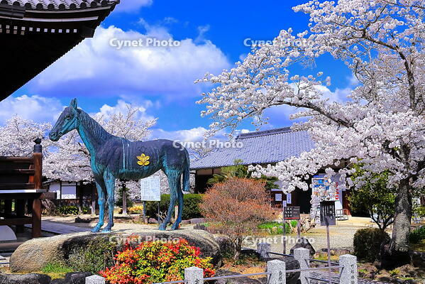 桜の咲く橘寺 [THI110053469]