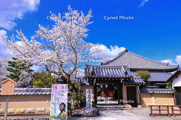 桜の咲く飛鳥寺 [THI110053470]