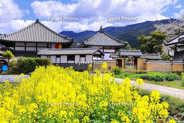 桜の咲く飛鳥寺 [THI110053472]