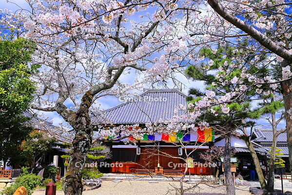 桜の咲く飛鳥寺 [THI110053473]