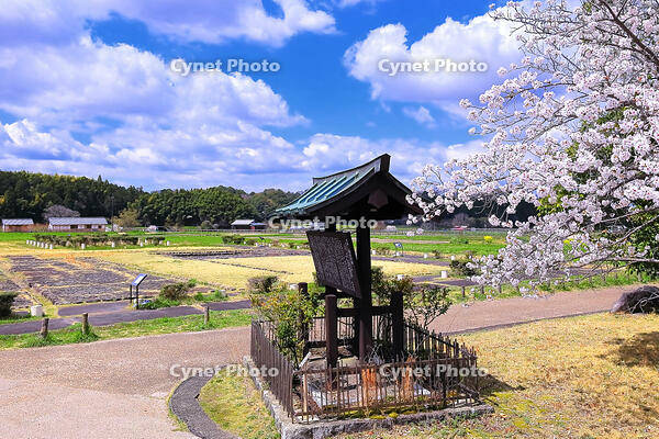 桜の咲く飛鳥宮跡 [THI110053474]