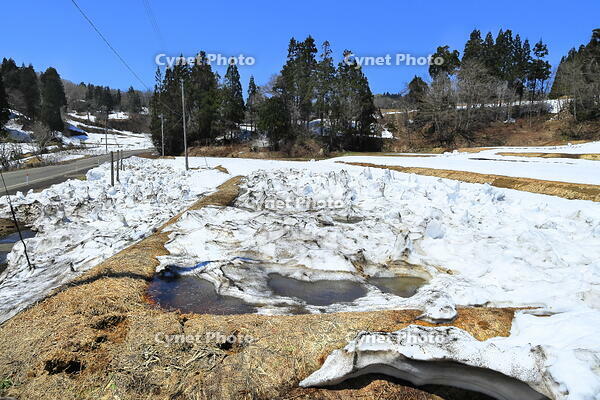 春の豪雪地区の雪を早く溶かす方法のとられた田畑　 [THI110053500]