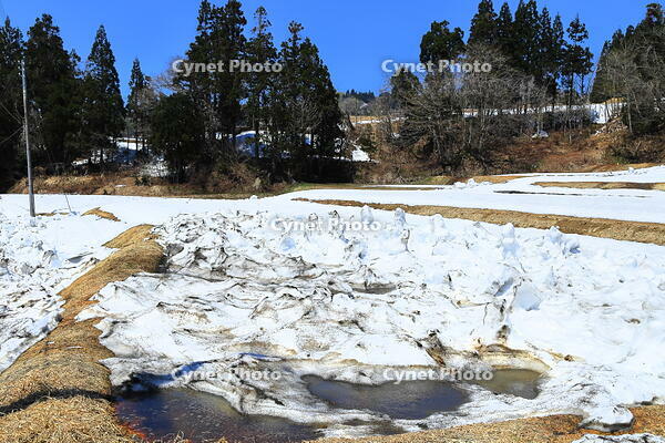 春の豪雪地区の雪を早く溶かす方法のとられた田畑　 [THI110053502]