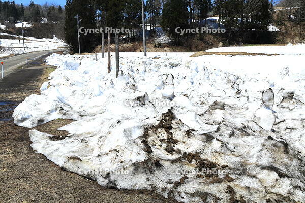 春の豪雪地区の雪を早く溶かす方法のとられた田畑　 [THI110053504]