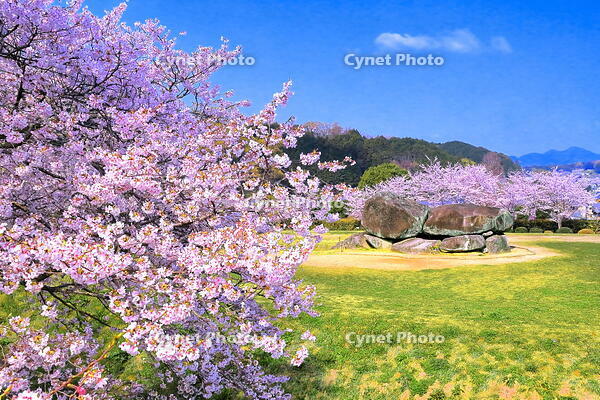 蘇我馬子の墓と伝えられる桜の咲く石舞台古墳　 [THI110053521]