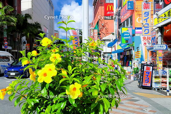 夏の国際通り　 [THI110053538]