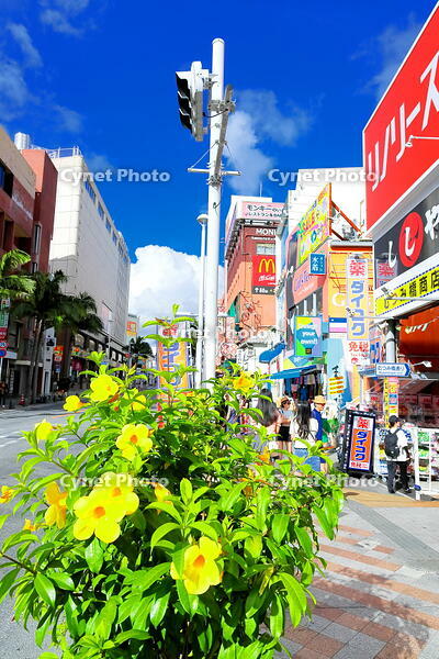 夏の国際通り　 [THI110053541]