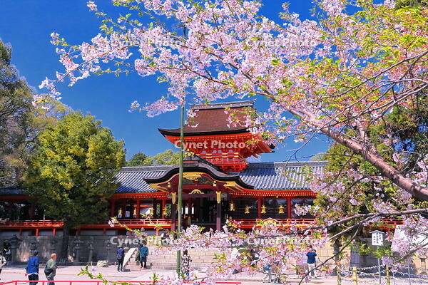 桜の咲く石清水八幡宮　 [THI110053719]