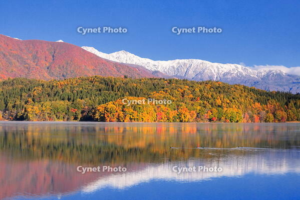 紅葉の青木湖と雪の白馬連峰　 [THI110053754]