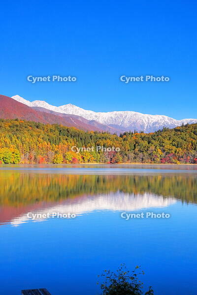 紅葉の青木湖と雪の白馬連峰　 [THI110053755]