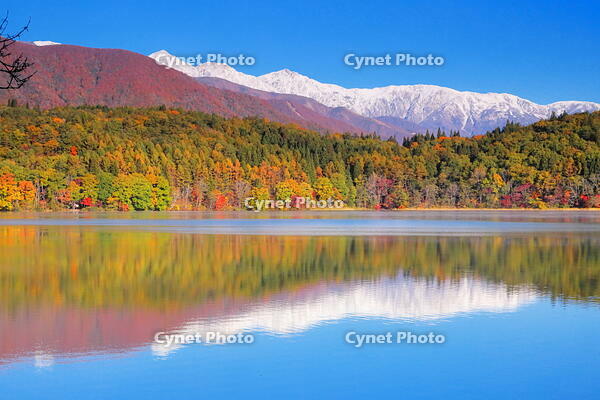 紅葉の青木湖と雪の白馬連峰　 [THI110053756]