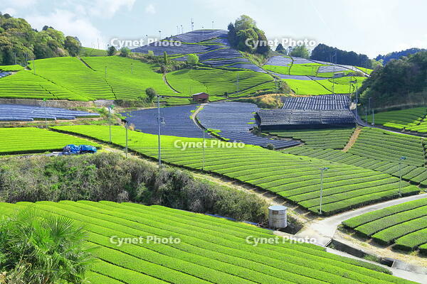 和束町の石寺の被覆栽培の茶畑 [THI110053763]