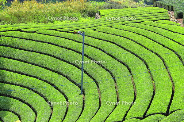 和束町の原山の茶畑 [THI110053764]