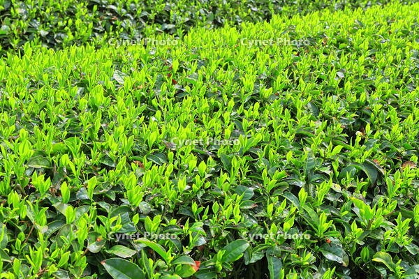 和束町の原山の茶畑　 [THI110053771]