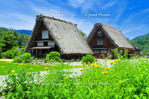 初夏の花咲く白川郷 [THI110053789]
