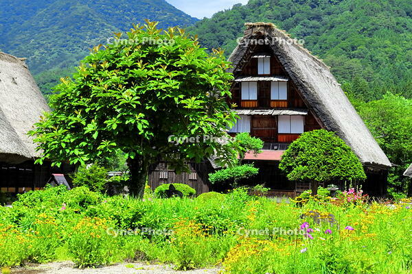 初夏の花咲く白川郷 [THI110053802]