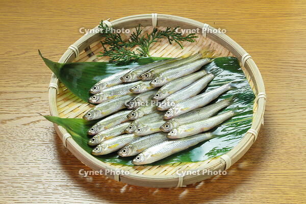 琵琶湖産の天然モロコ [THI110053811]