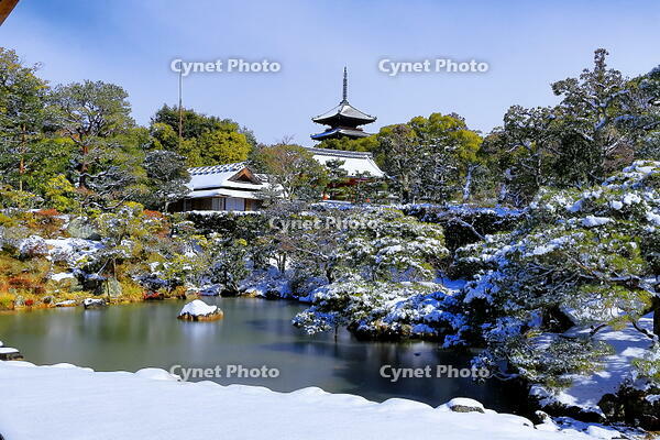 雪晴れの仁和寺の北庭 [THI110053917]