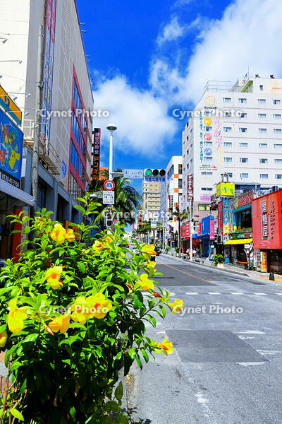 夏の国際通り [THI110053948]
