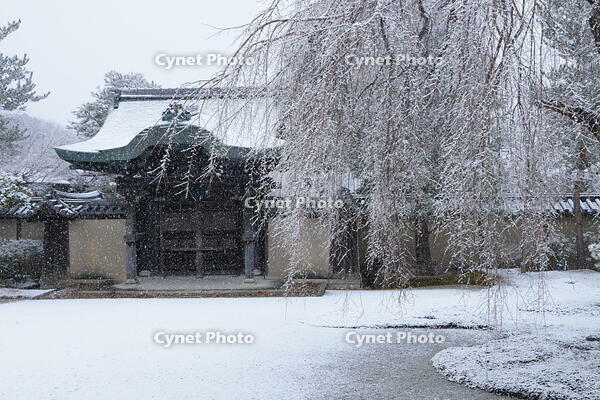 雪の高台寺 [THI110053956]