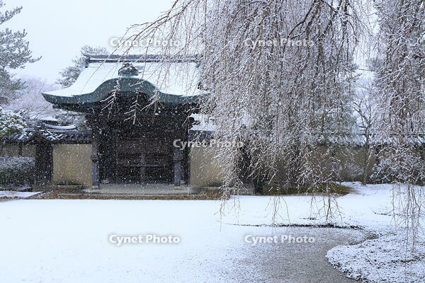 雪の高台寺 [THI110053958]