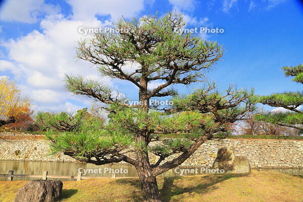 秋の剪定の済んだ松の木 [THI110053995]