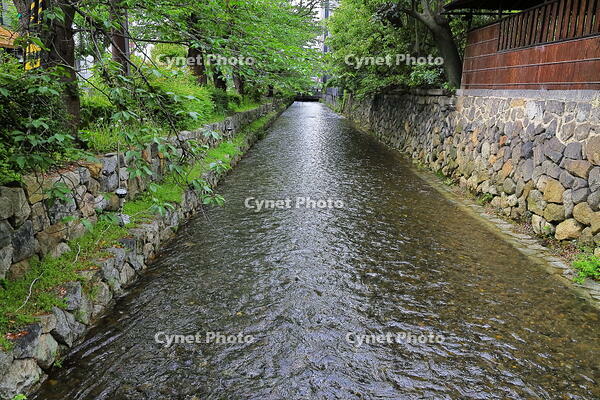 春の高瀬川 [THI110054007]