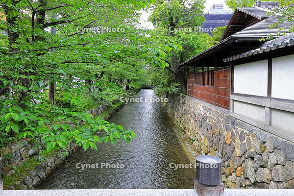 春の高瀬川 [THI110054009]