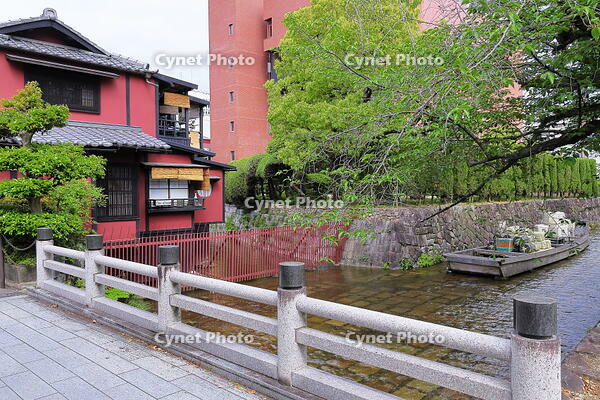 春の高瀬川 [THI110054010]