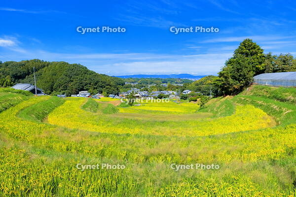 稲の実る明日香村の棚田 [THI110054128]