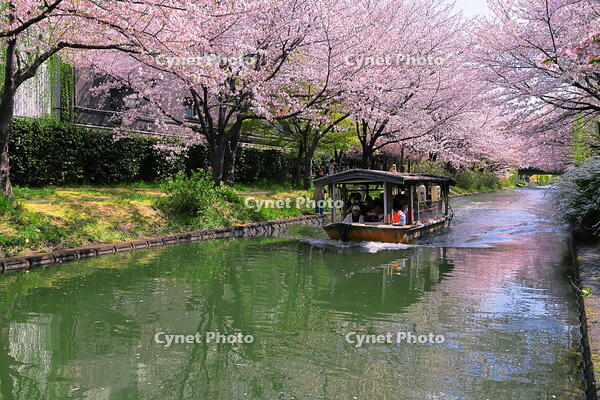 伏見の濠川の桜並木　 [THI110054130]