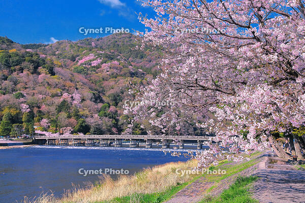 桜の咲く嵐山と渡月橋 [THI110054131]