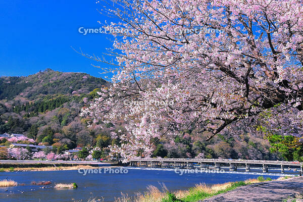 桜の咲く嵐山と渡月橋 [THI110054132]