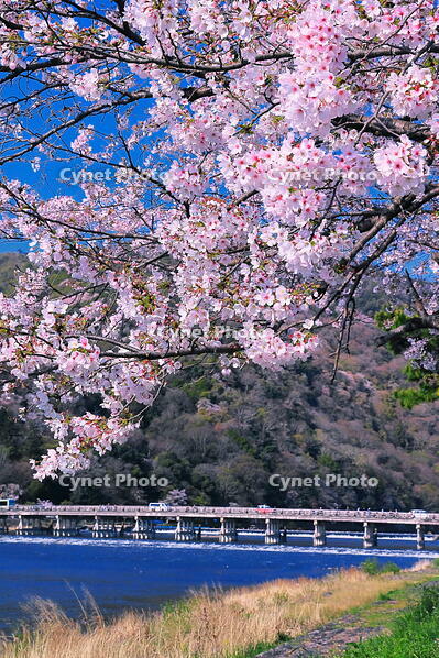 桜の咲く嵐山と渡月橋 [THI110054134]