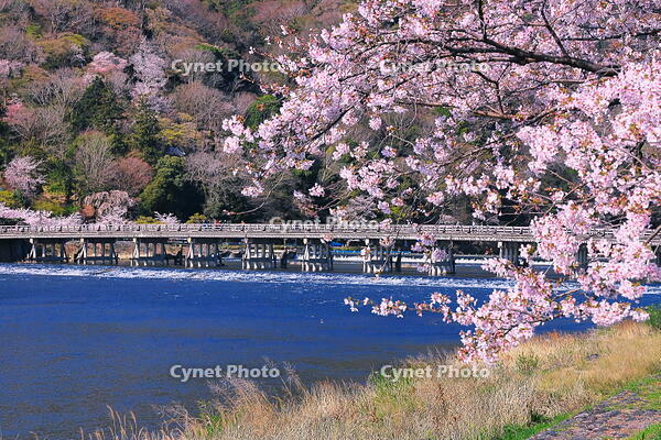 桜の咲く嵐山と渡月橋 [THI110054136]
