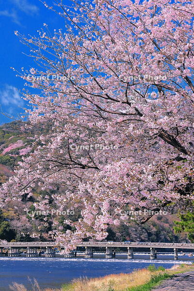 桜の咲く嵐山と渡月橋 [THI110054138]