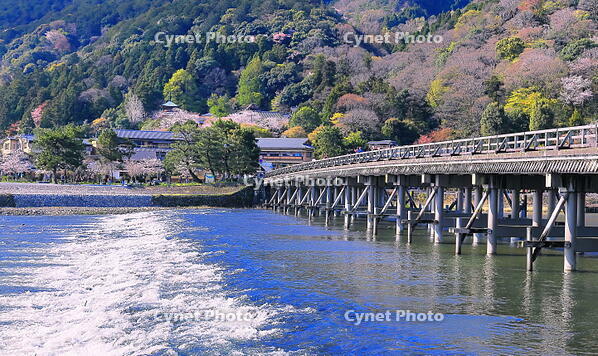 桜の咲く嵐山と渡月橋 [THI110054140]