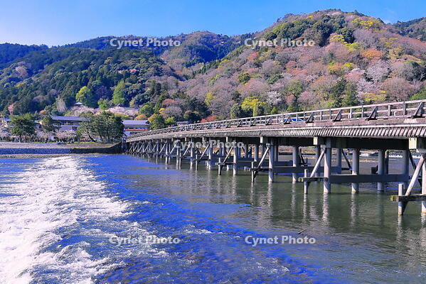 桜の咲く嵐山と渡月橋 [THI110054141]
